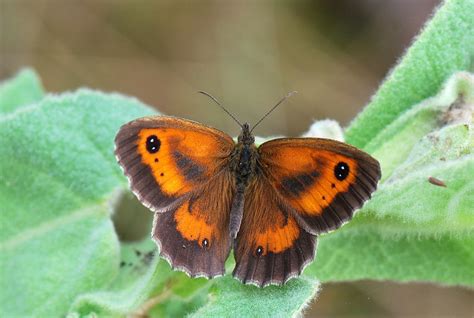 butterflies found in england.